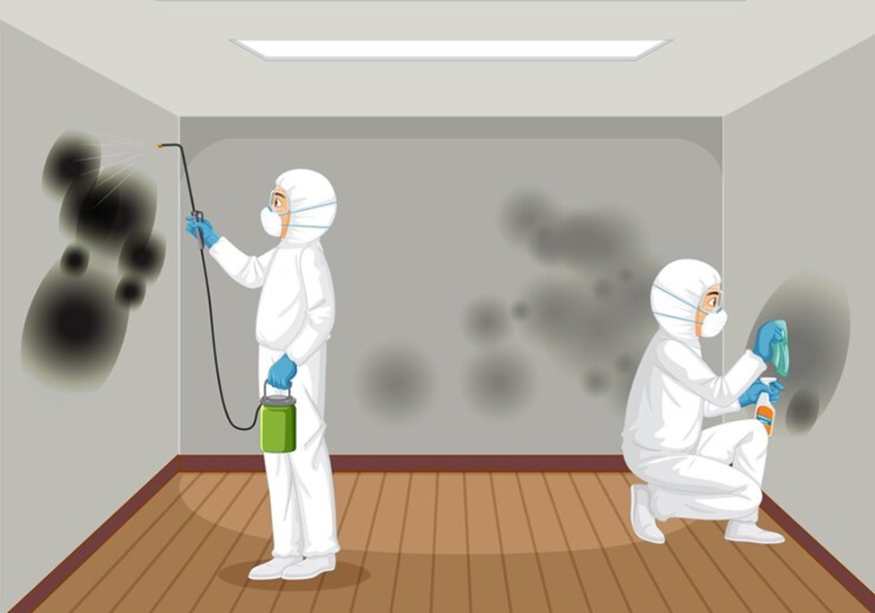 The Importance and Benefits of Professional Mold Removal Services