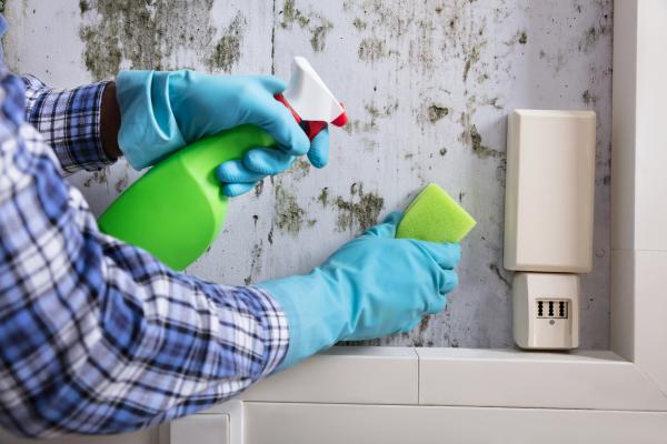 Mold Abatement