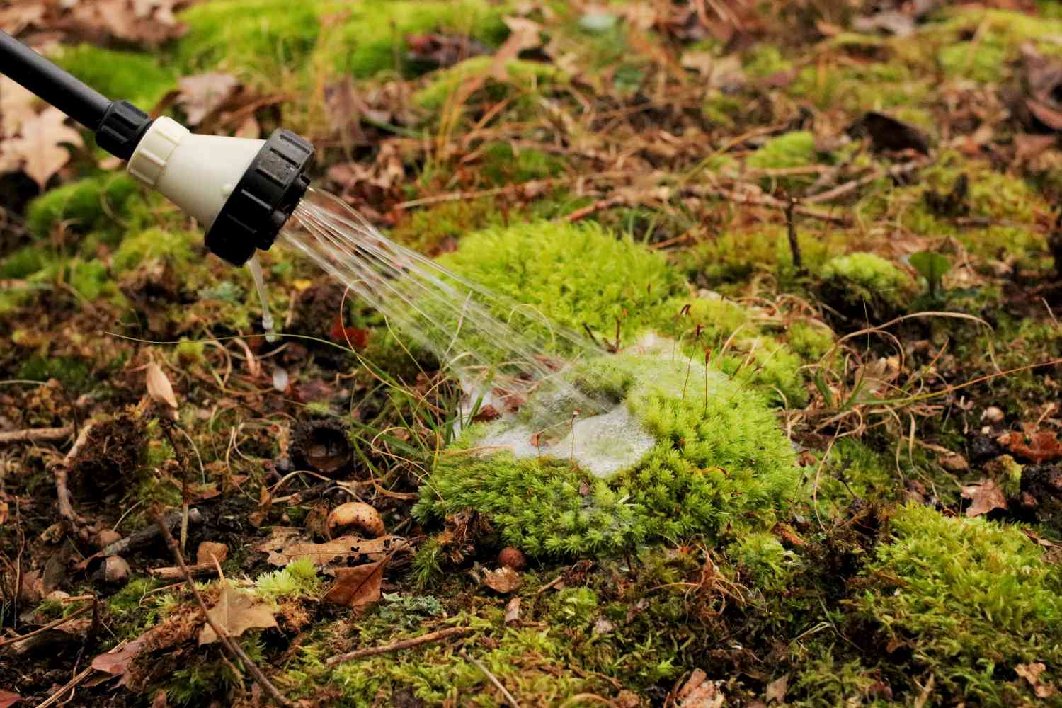 Amazing Moss Mitigation: New Ways to Take Care of Moss